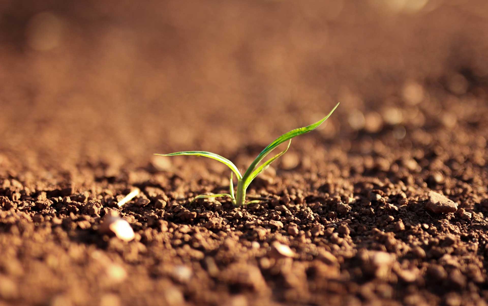 seedling sprouting